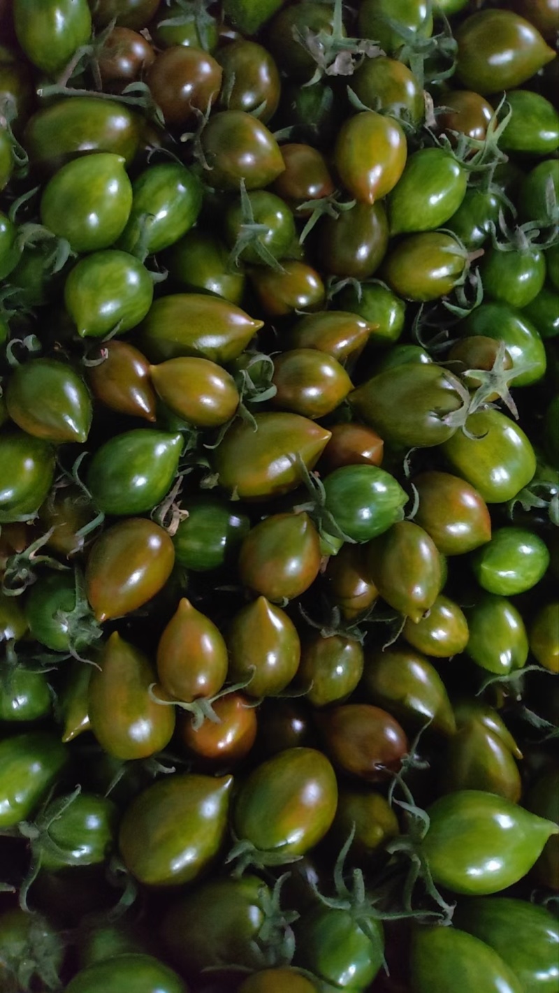 辉煌小番茄，代办各种先番茄，可常年与供应链合作