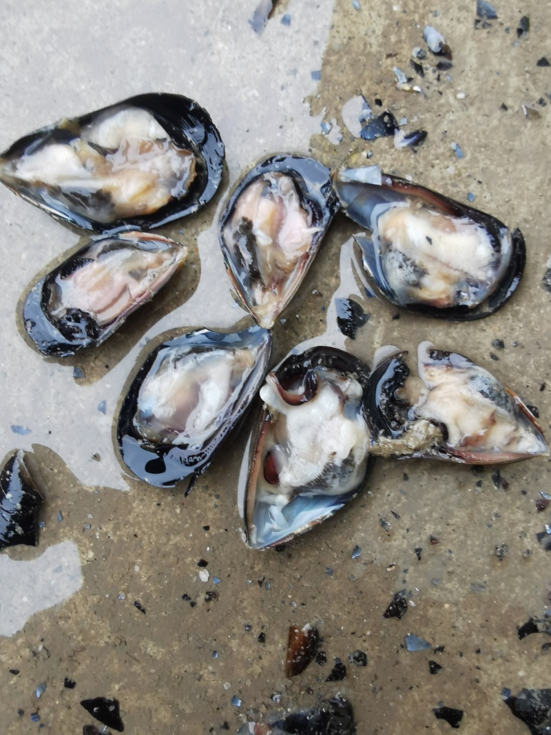 螃蟹饵料.新鲜.当天货.海虹肥度好