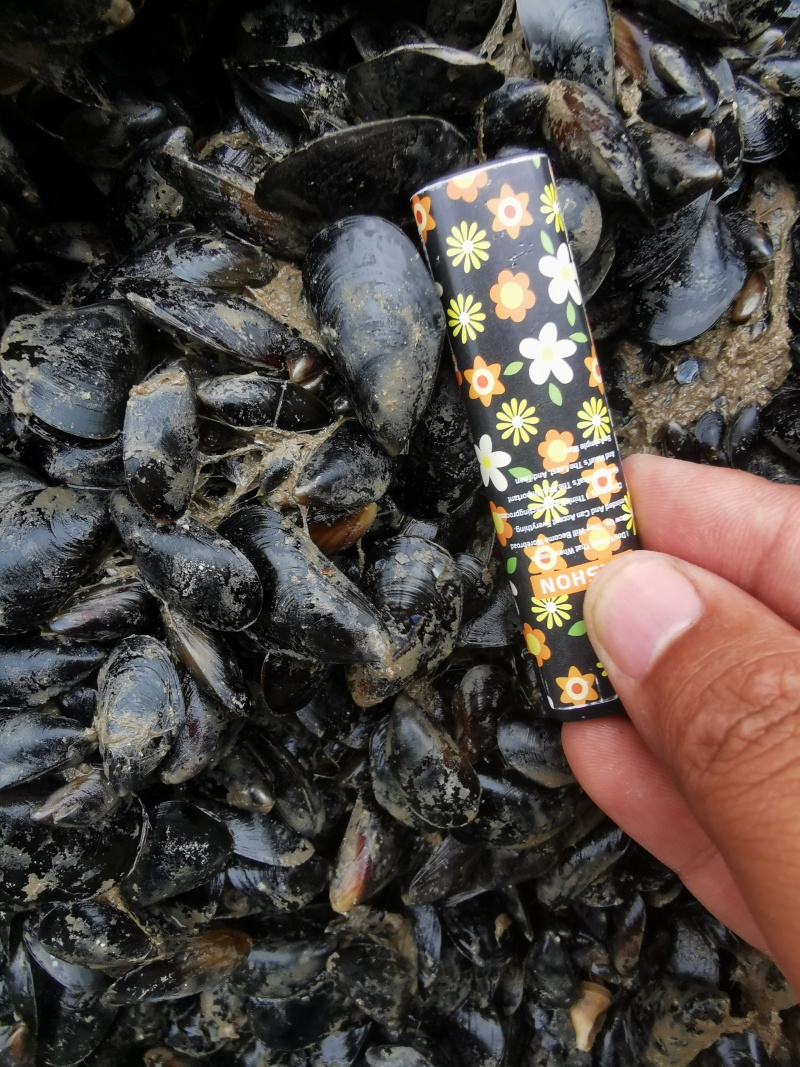 螃蟹饵料.新鲜.当天货.海虹肥度好