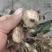 要大通草和毛慈菇的联系我