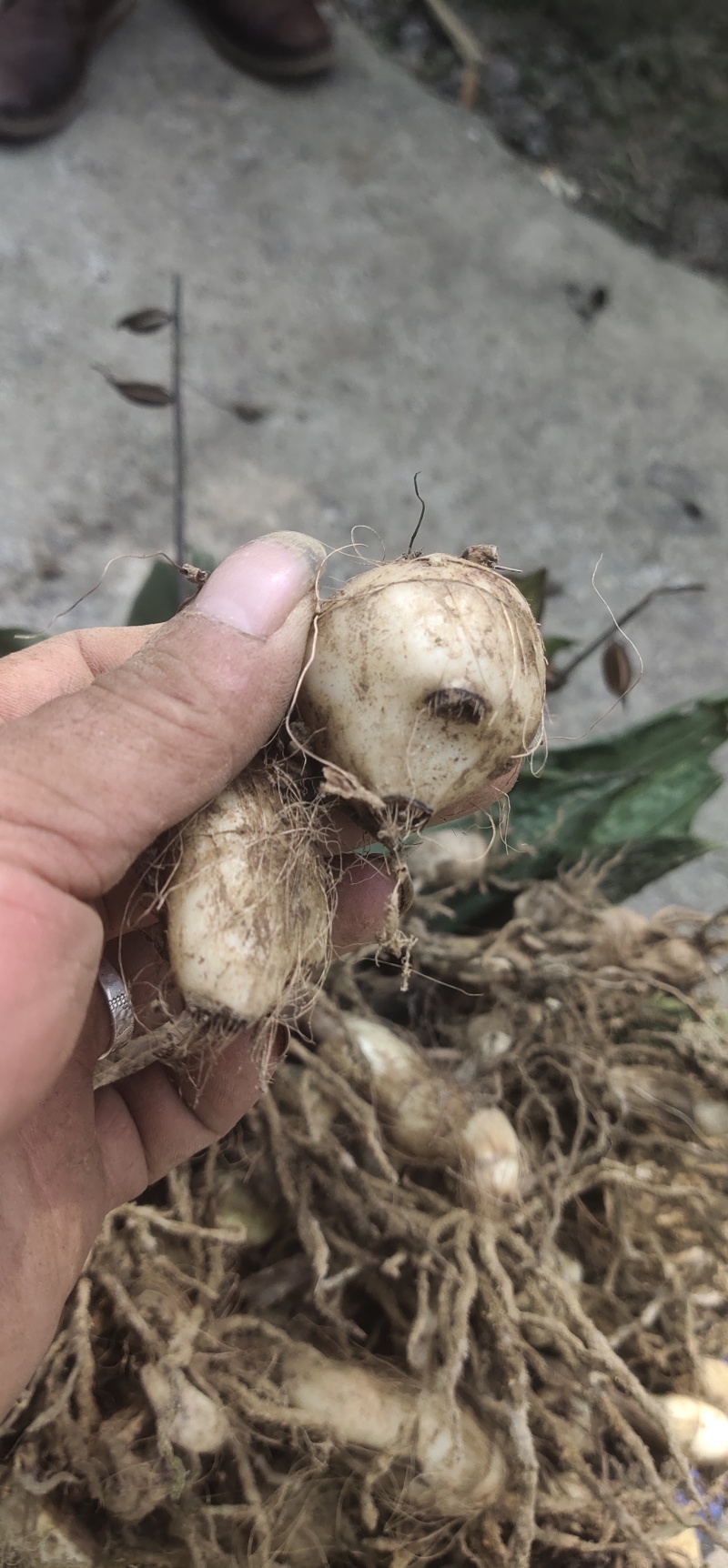 要大通草和毛慈菇的联系我