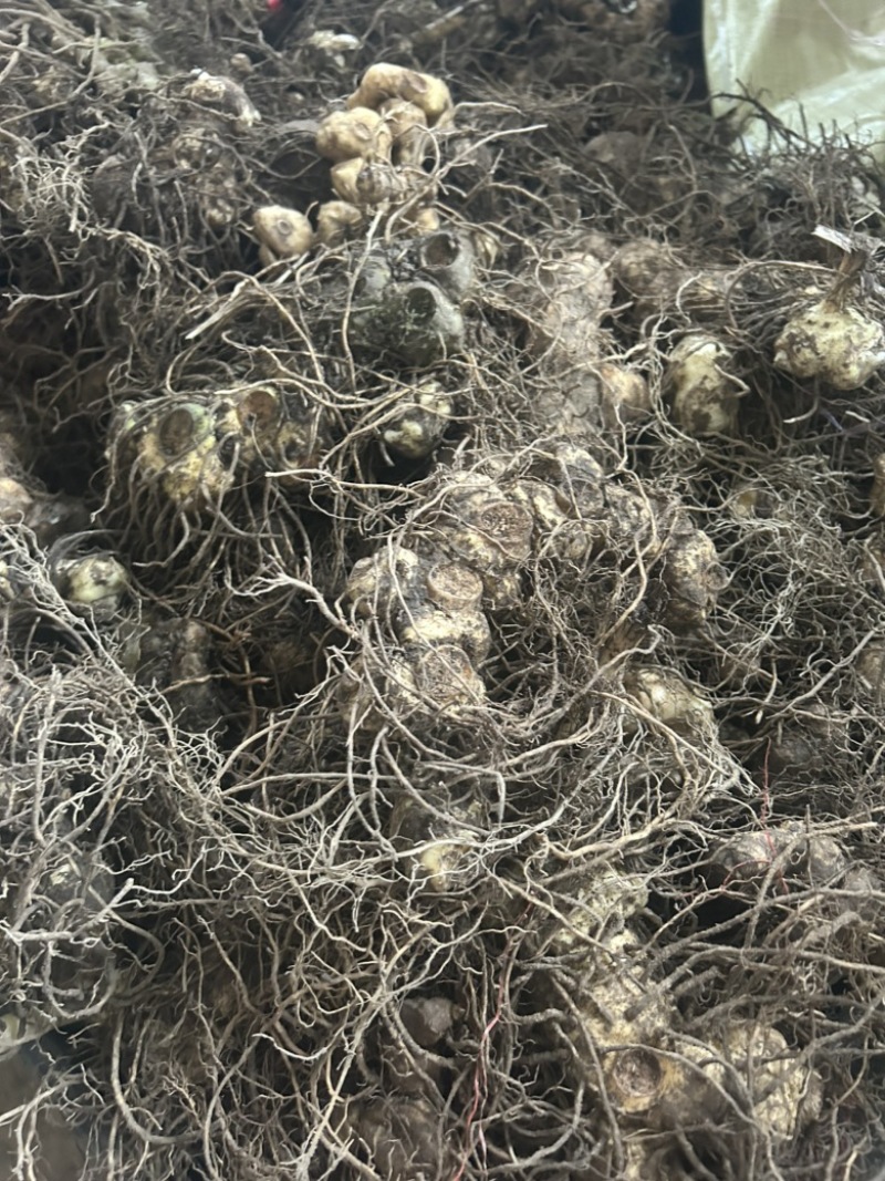 野生黄精姜型倒苗多花块茎一手货源直供量大从优