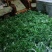 大量出售华重楼苗品种好价格合理质量保证
