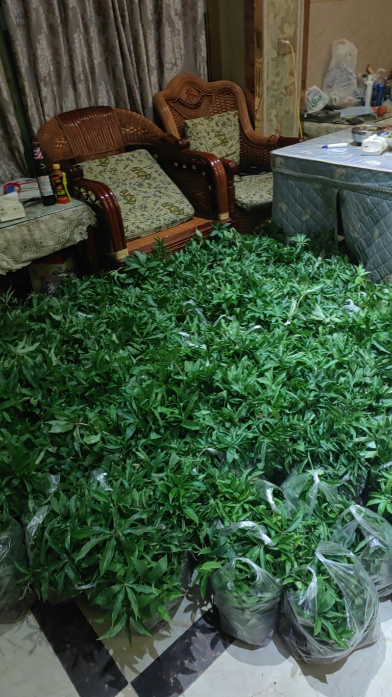 大量出售华重楼苗品种好价格合理质量保证