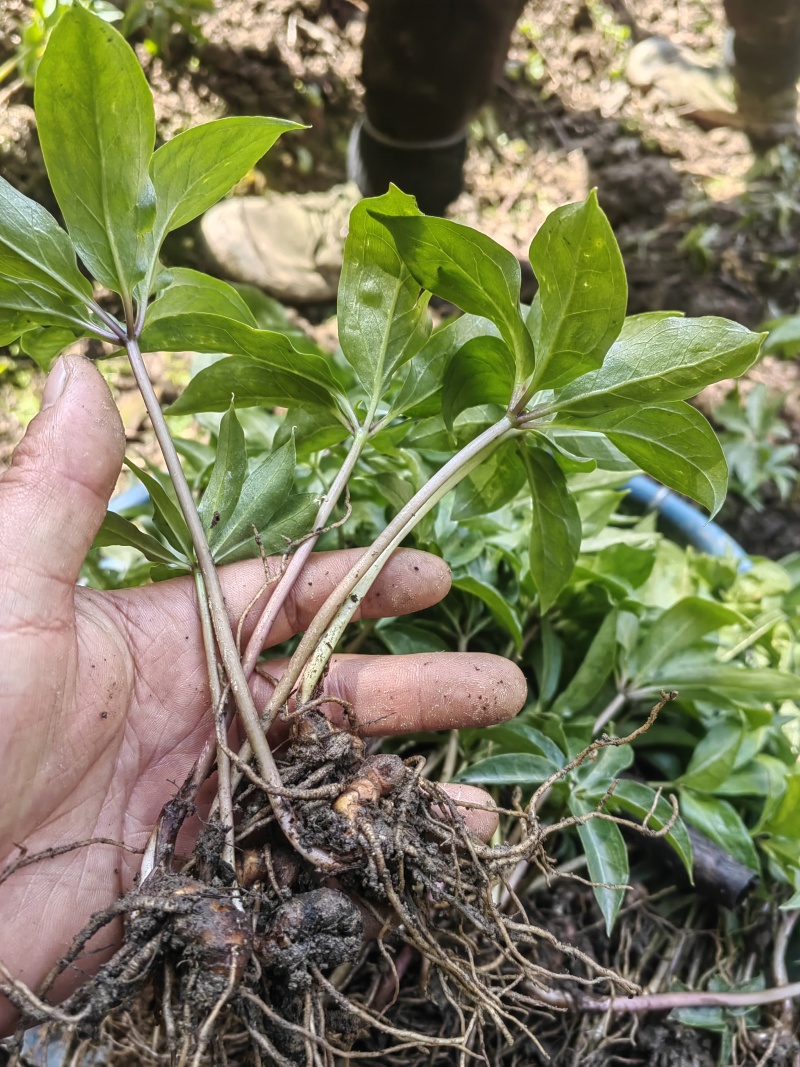 大量出售华重楼苗品种好价格合理质量保证