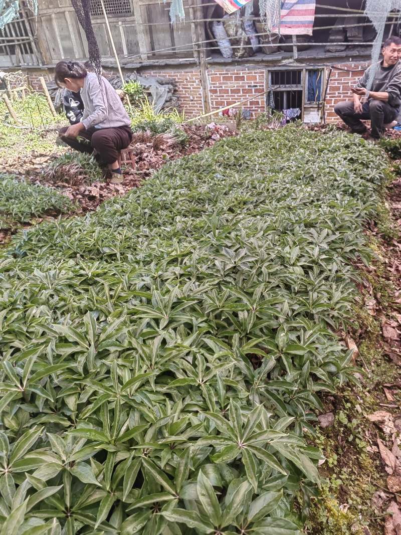 大量出售华重楼苗品种好价格合理质量保证