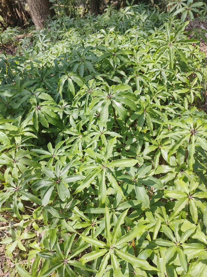 大量出售华重楼苗品种好价格合理质量保证
