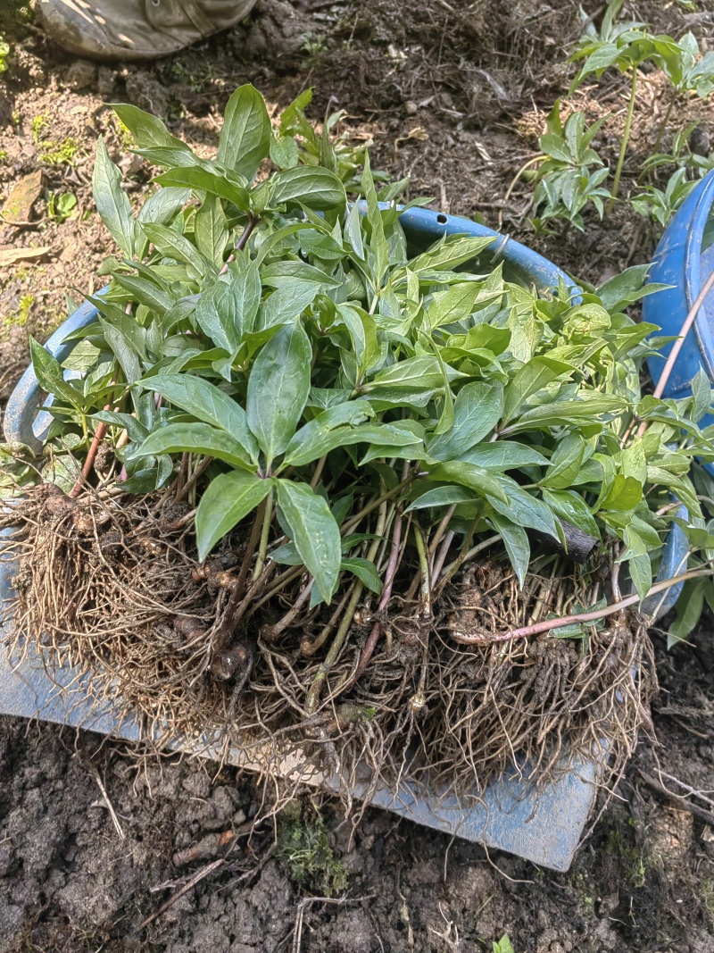 大量出售华重楼苗品种好价格合理质量保证