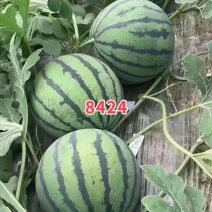 直根西瓜苗嫁接苗8424西瓜苗瓜瓤紧实口感好水分大好管理
