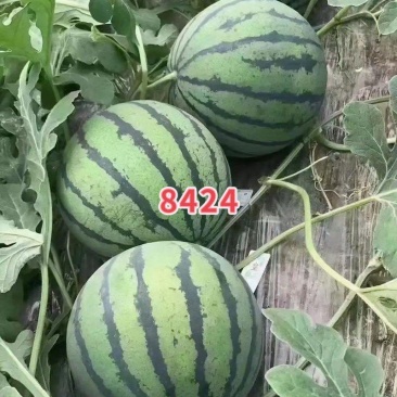 直根西瓜苗嫁接苗8424西瓜苗瓜瓤紧实口感好水分大好管理