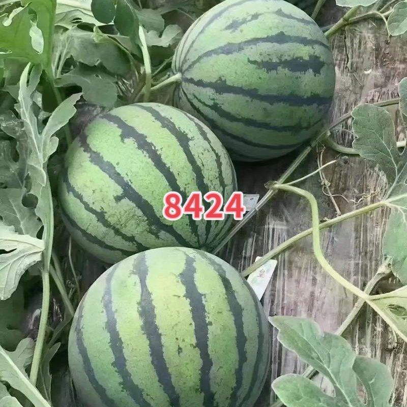 直根西瓜苗嫁接苗8424西瓜苗瓜瓤紧实口感好水分大好管理
