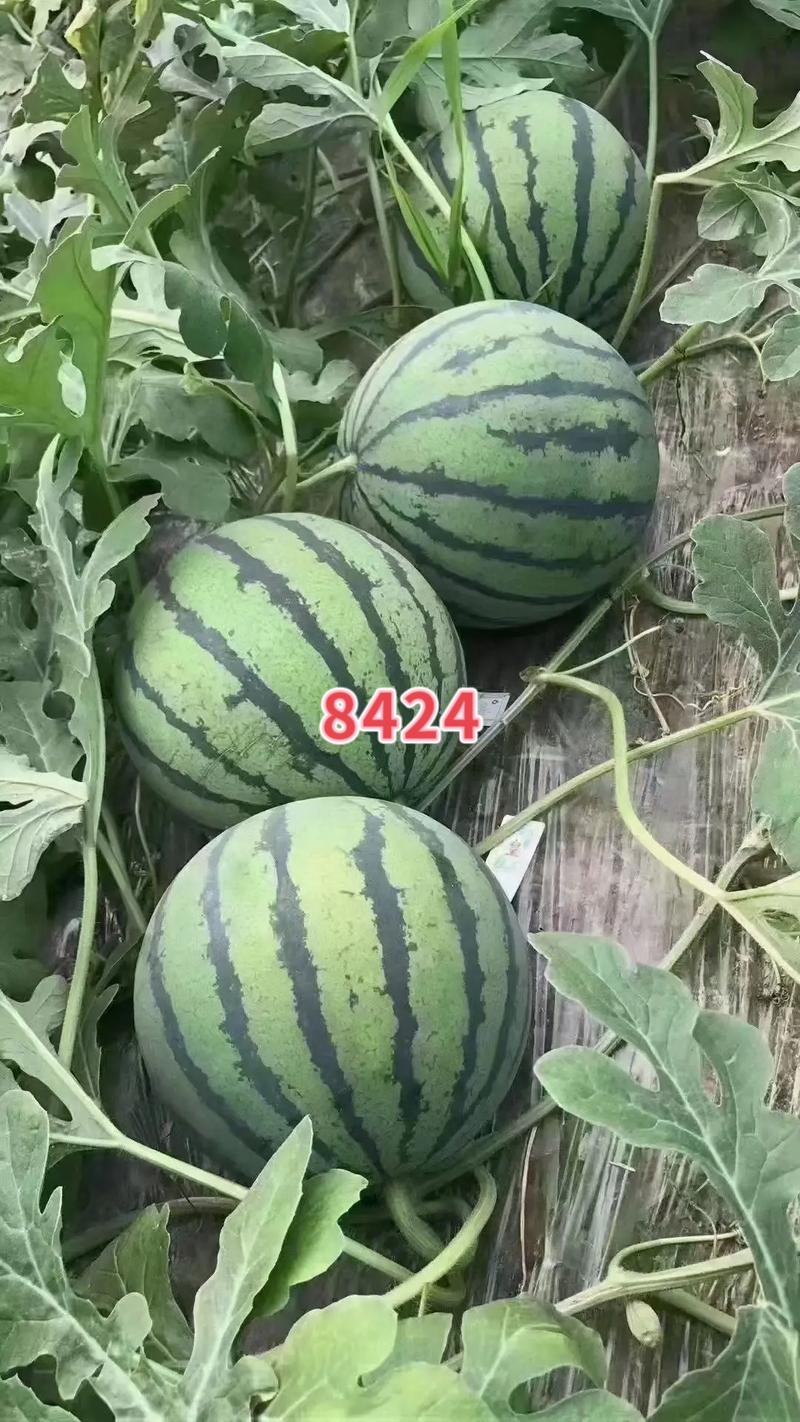 直根西瓜苗嫁接苗8424西瓜苗瓜瓤紧实口感好水分大好管理