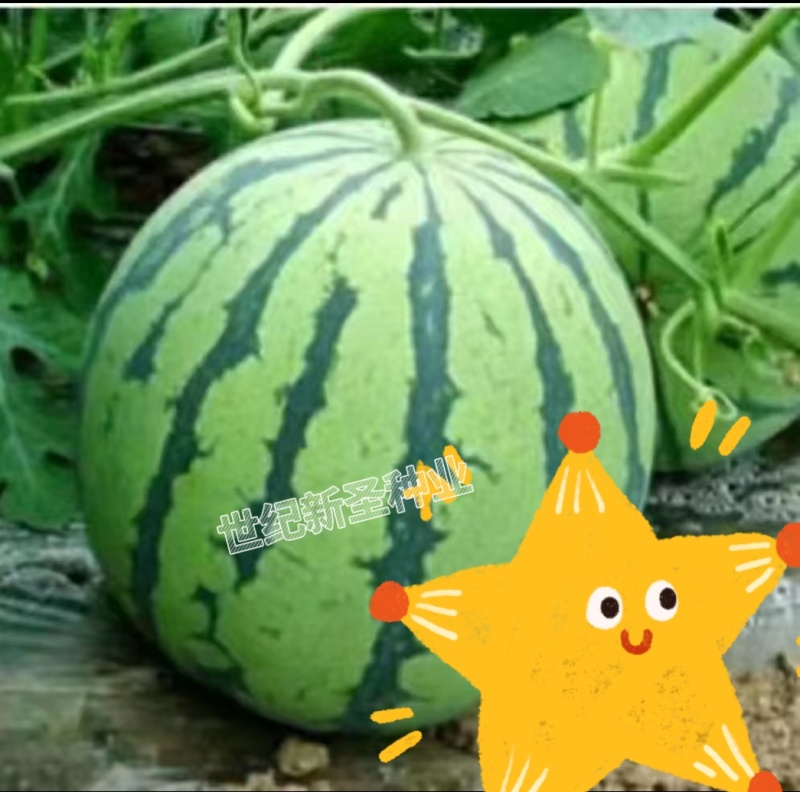 直根西瓜苗嫁接苗8424西瓜苗瓜瓤紧实口感好水分大好管理