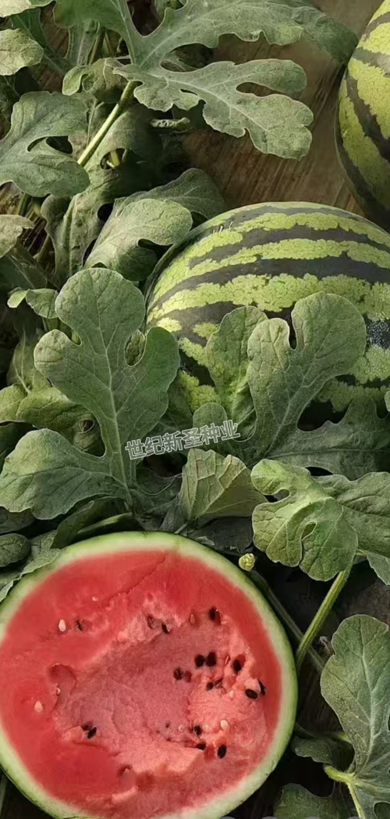 直根西瓜苗嫁接苗8424西瓜苗瓜瓤紧实口感好水分大好管理