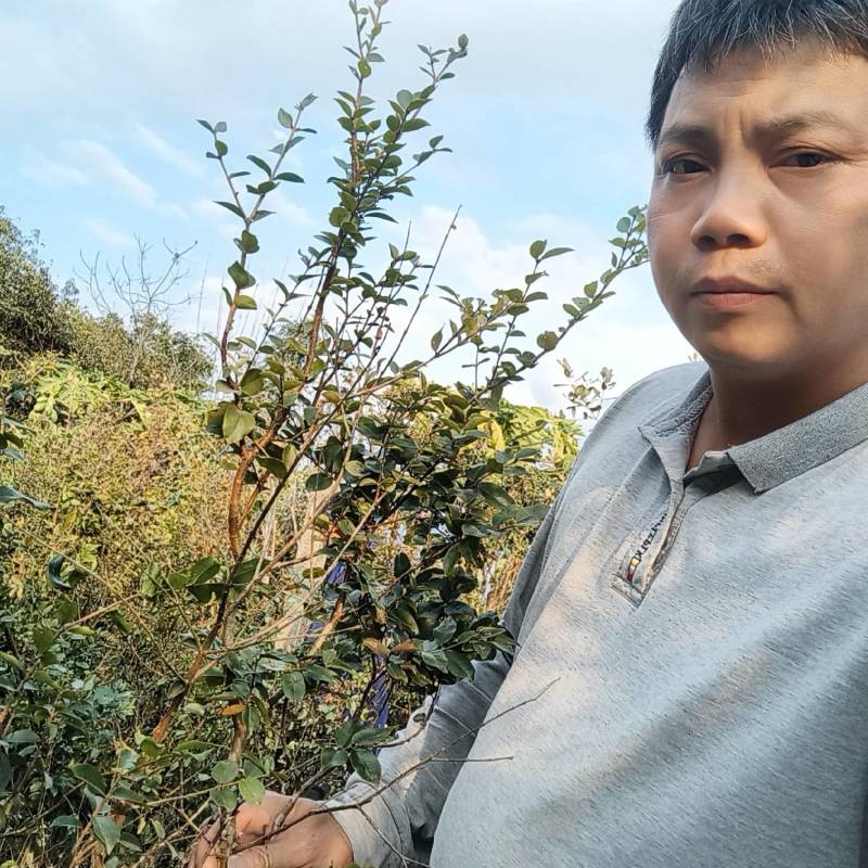 嘉宝果树