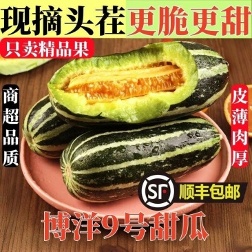 燕店香瓜博洋9号博洋61甜瓜玉菇燕店甜瓜实力供货产地直销