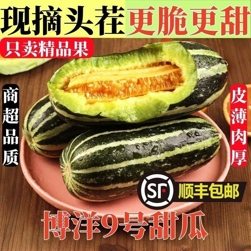 燕店香瓜博洋9号博洋61甜瓜玉菇燕店甜瓜实力供货产地直销