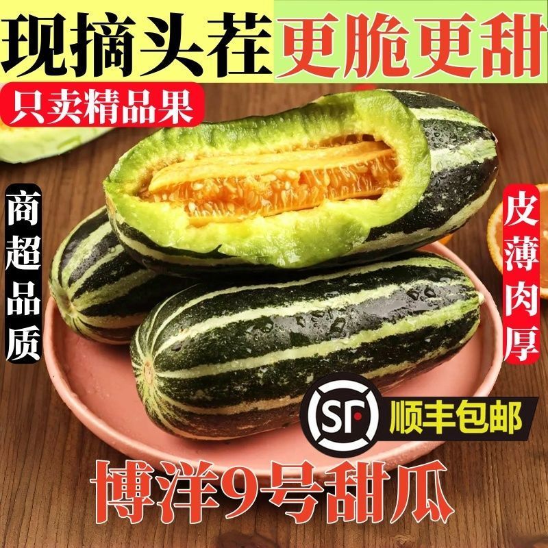燕店香瓜博洋9号博洋61甜瓜玉菇燕店甜瓜实力供货产地直销