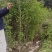 枫香小苗