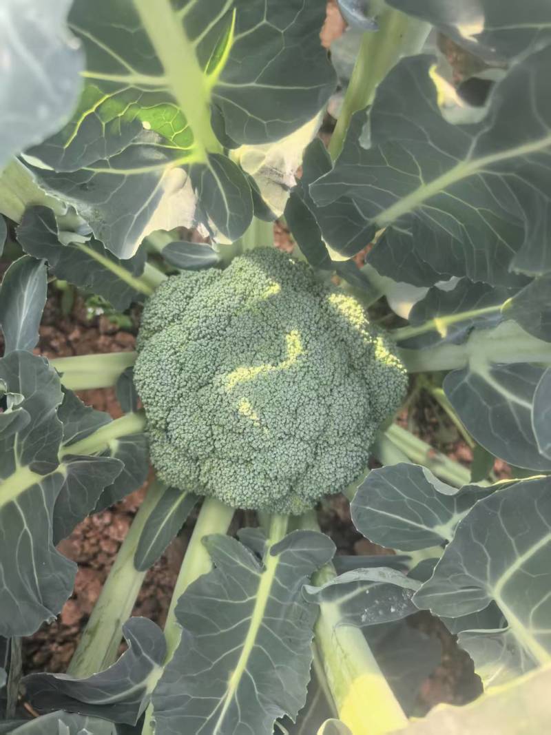 西兰花