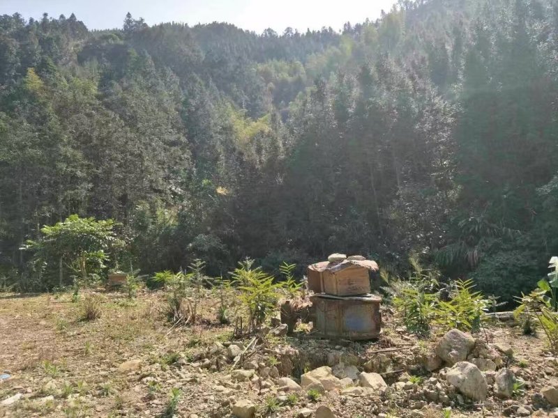 深圳冬蜂蜜蜂密代收代卖一件代发对接采购各大平台