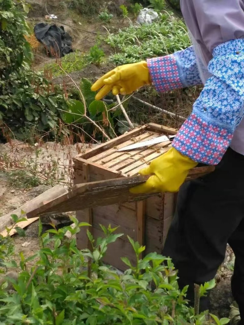 深圳冬蜂蜜蜂密代收代卖一件代发对接采购各大平台
