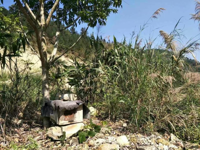 深圳冬蜂蜜蜂密代收代卖一件代发对接采购各大平台