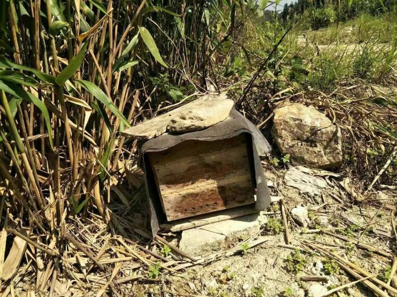 深圳冬蜂蜜蜂密代收代卖一件代发对接采购各大平台
