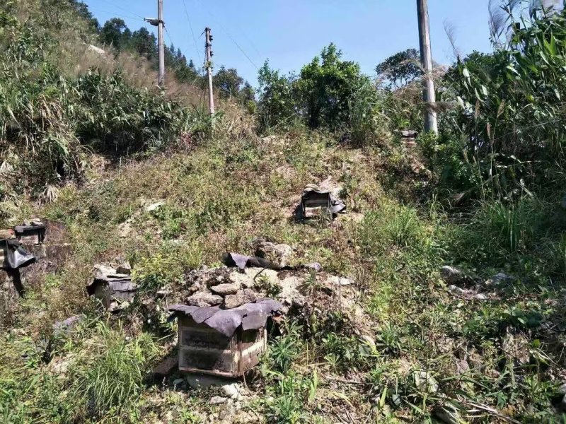 深圳冬蜂蜜蜂密代收代卖一件代发对接采购各大平台