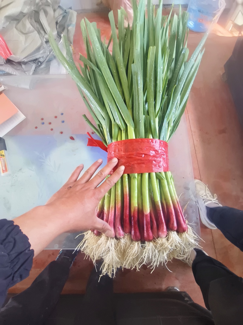 内黄一点红蒜苗种植加工代发基地