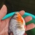鲳鱼苗淡水鲳鱼苗红腹鲳鱼苗白鲳鱼苗