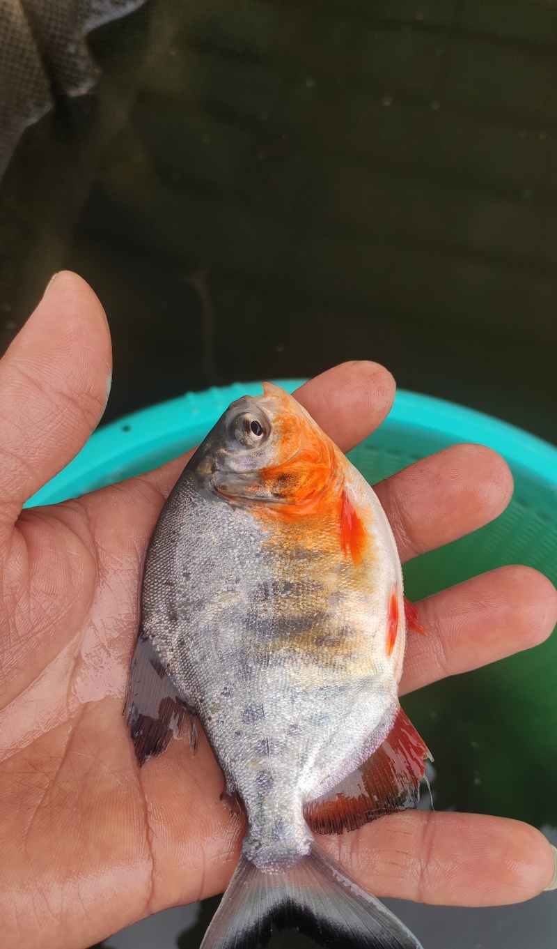 鲳鱼苗淡水鲳鱼苗红腹鲳鱼苗白鲳鱼苗