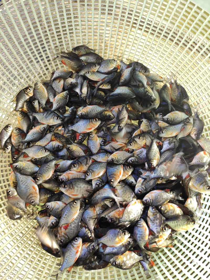 鲳鱼苗淡水鲳鱼苗红腹鲳鱼苗白鲳鱼苗