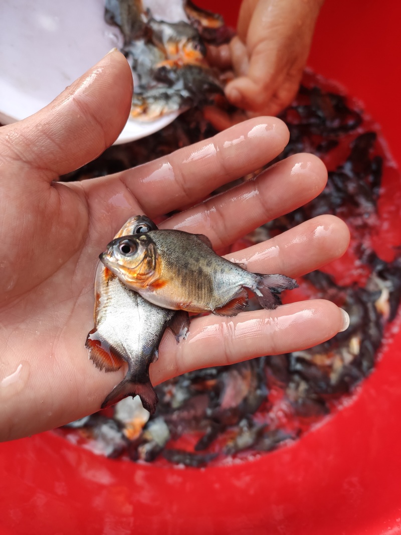 鲳鱼苗淡水鲳鱼苗红腹鲳鱼苗白鲳鱼苗