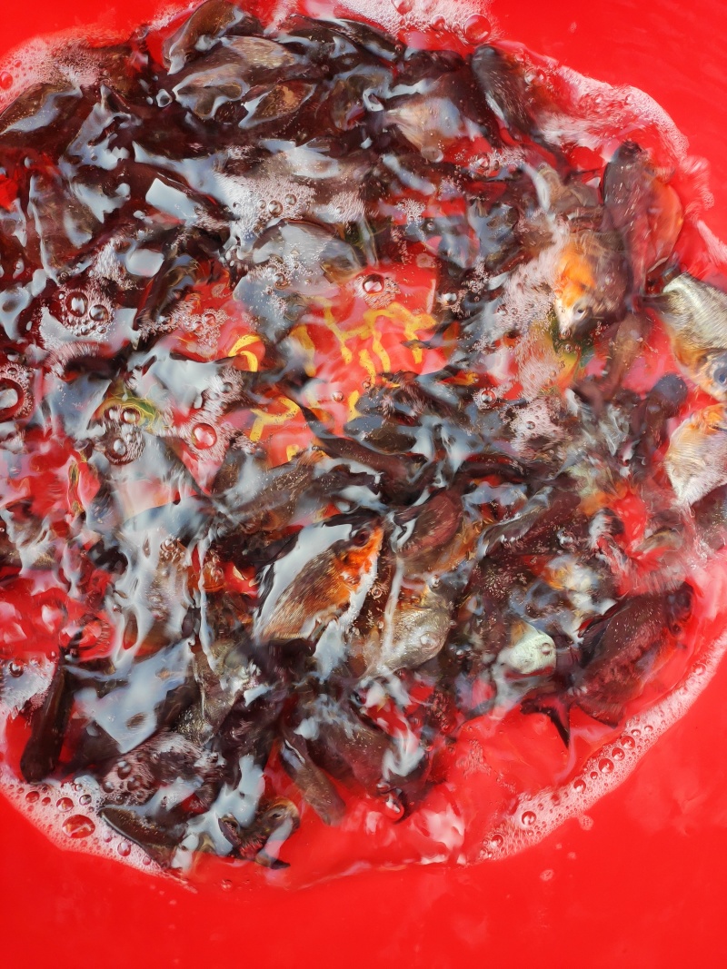 鲳鱼苗淡水鲳鱼苗红腹鲳鱼苗白鲳鱼苗