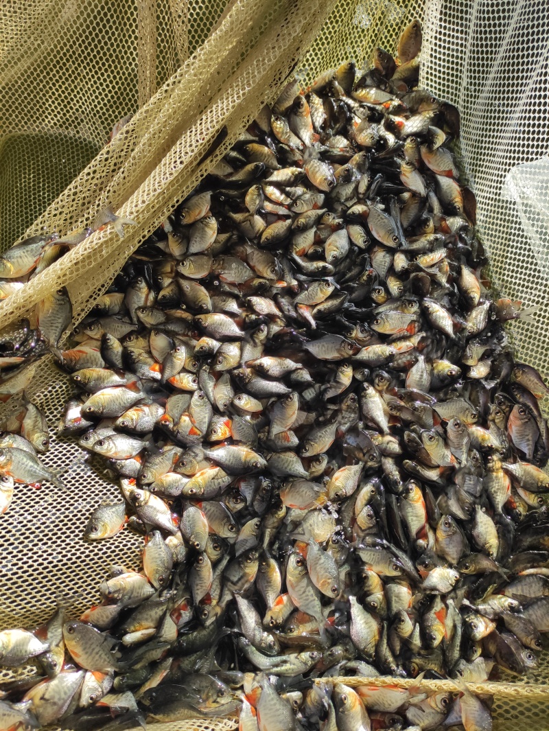 鲳鱼苗淡水鲳鱼苗红腹鲳鱼苗白鲳鱼苗
