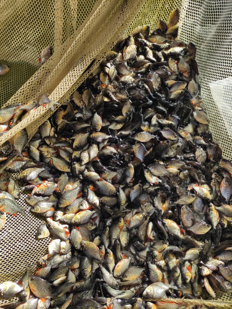 鲳鱼苗淡水鲳鱼苗红腹鲳鱼苗白鲳鱼苗