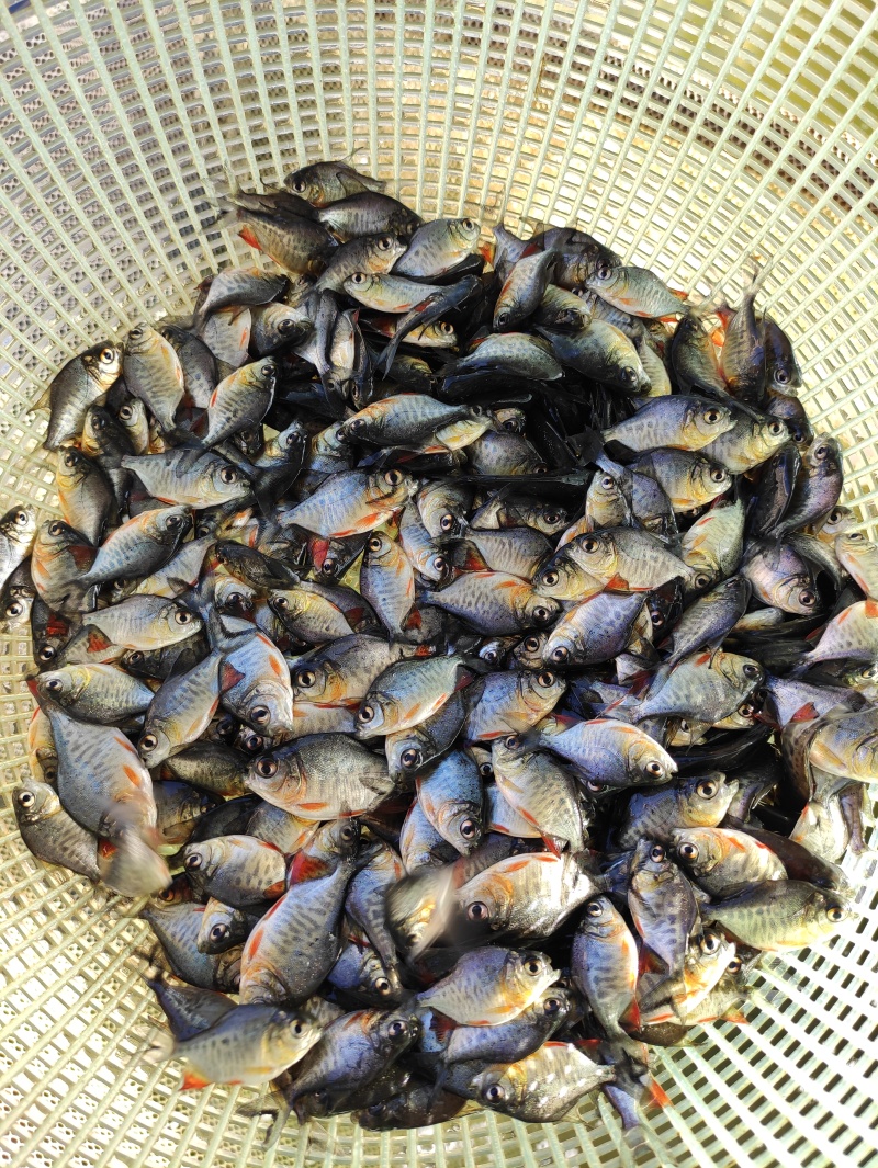 鲳鱼苗淡水鲳鱼苗红腹鲳鱼苗白鲳鱼苗