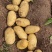 26年新土豆V7【荷兰，希森品种齐全，规格齐署形好个头大
