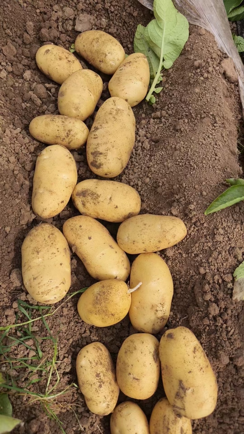26年新土豆V7【荷兰，希森品种齐全，规格齐署形好个头大