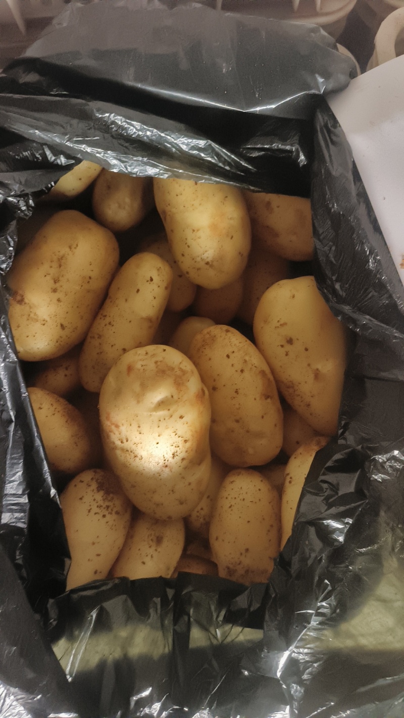 26年新土豆V7【荷兰，希森品种齐全，规格齐署形好个头大