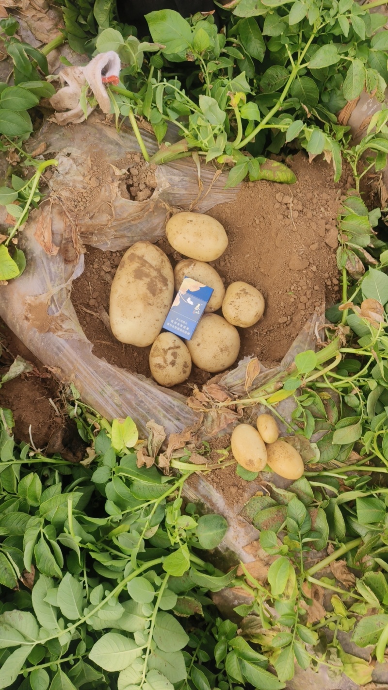 26年新土豆V7【荷兰，希森品种齐全，规格齐署形好个头大