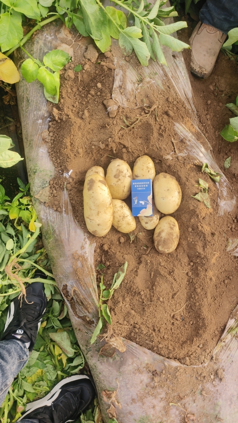 26年新土豆V7【荷兰，希森品种齐全，规格齐署形好个头大