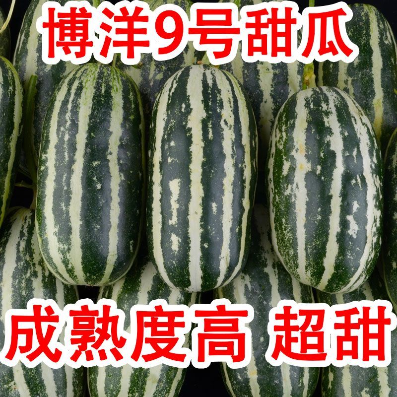 山东莘县燕店香瓜久红瑞甜玉菇甜瓜绿宝甜瓜产地直销实力供货