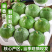 山东莘县燕店香瓜久红瑞甜玉菇甜瓜绿宝甜瓜产地直销实力供货