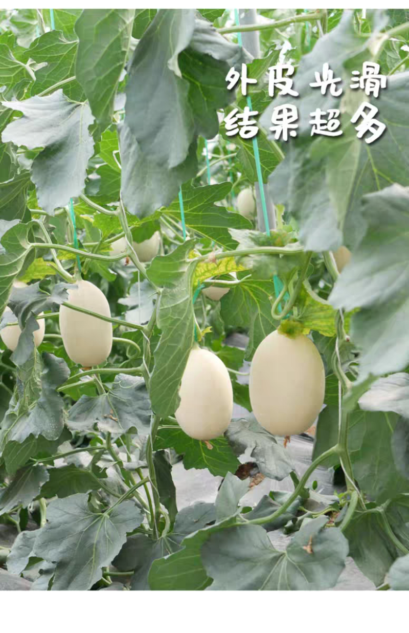 山东莘县燕店香瓜久红瑞甜玉菇甜瓜绿宝甜瓜产地直销实力供货