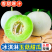 山东莘县燕店香瓜久红瑞甜玉菇甜瓜绿宝甜瓜产地直销实力供货