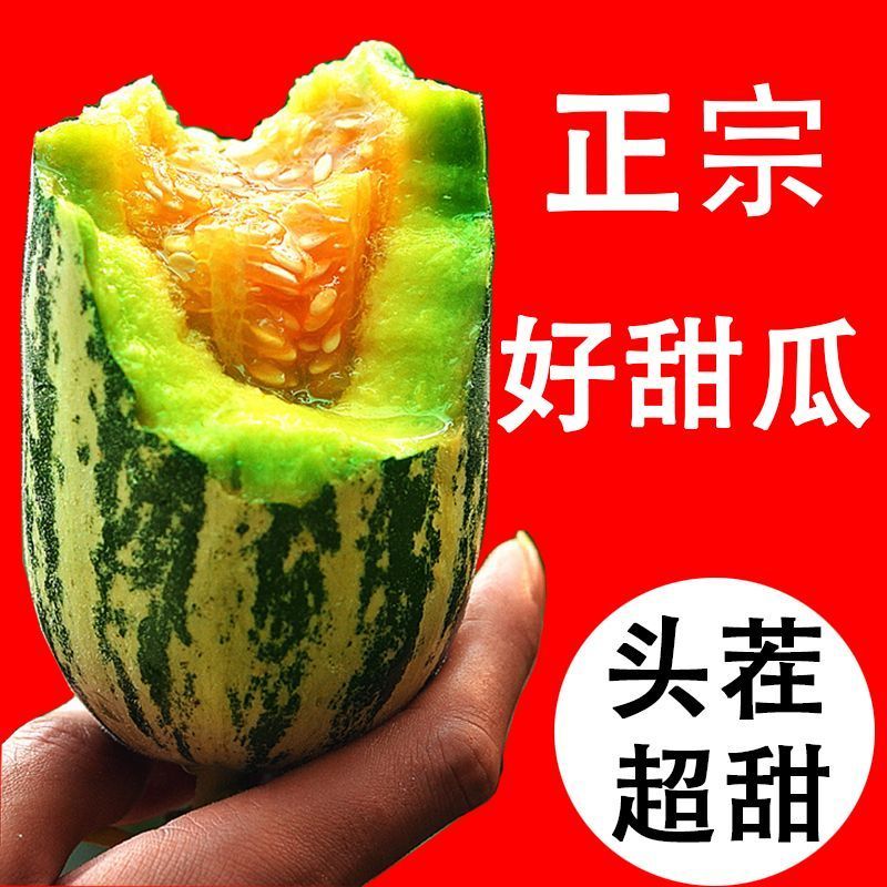 山东莘县燕店香瓜久红瑞甜玉菇甜瓜绿宝甜瓜产地直销实力供货