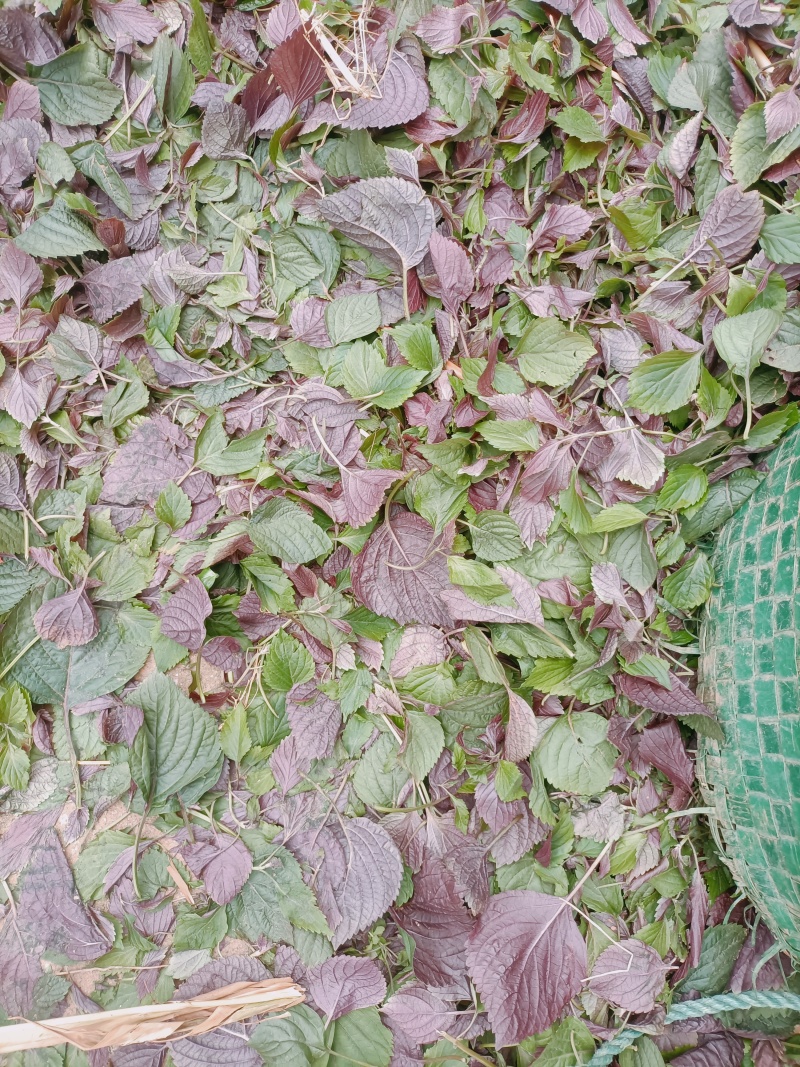食用.药用.新鲜紫叶自产自销保证质量欢迎电话联系