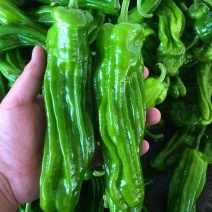 《精选》淮安地产薄皮椒现摘现发量大从优对接商超团购